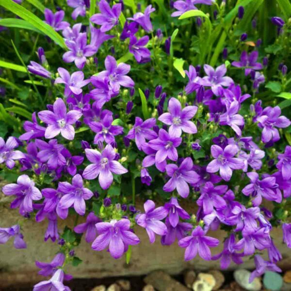 campanula