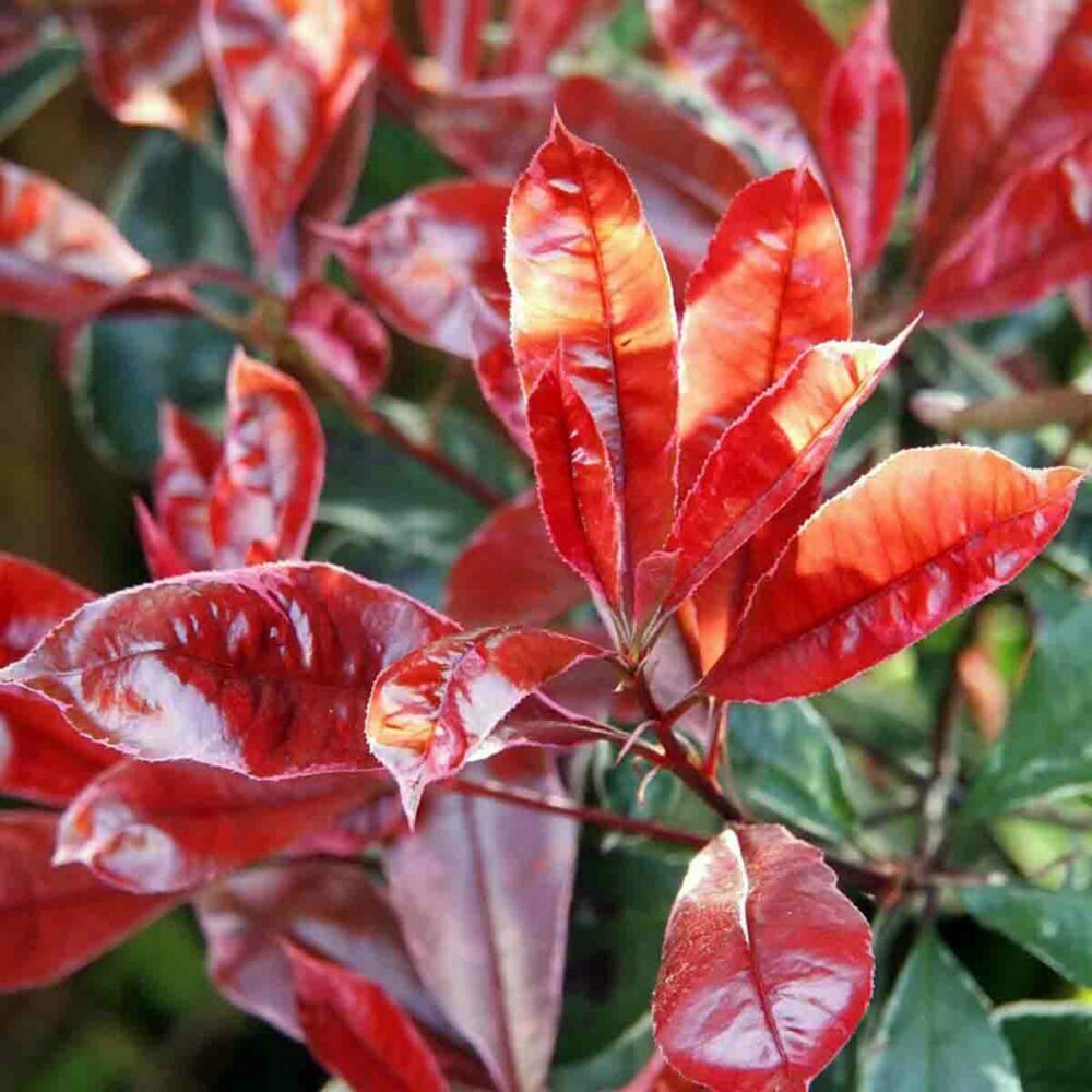 Photinia