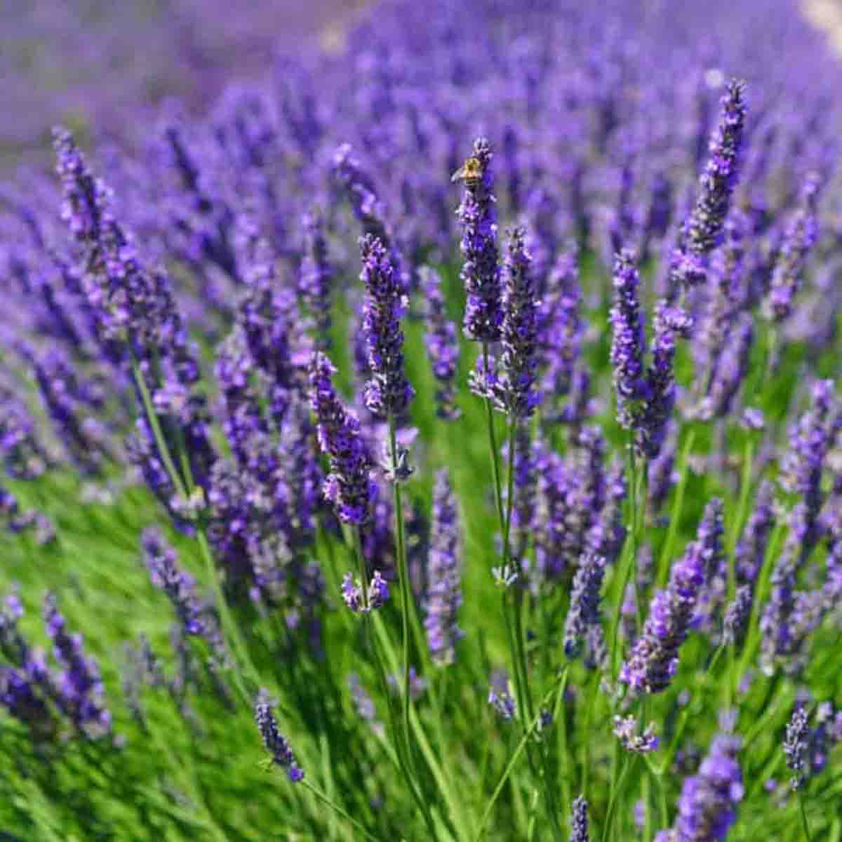 Lavanda