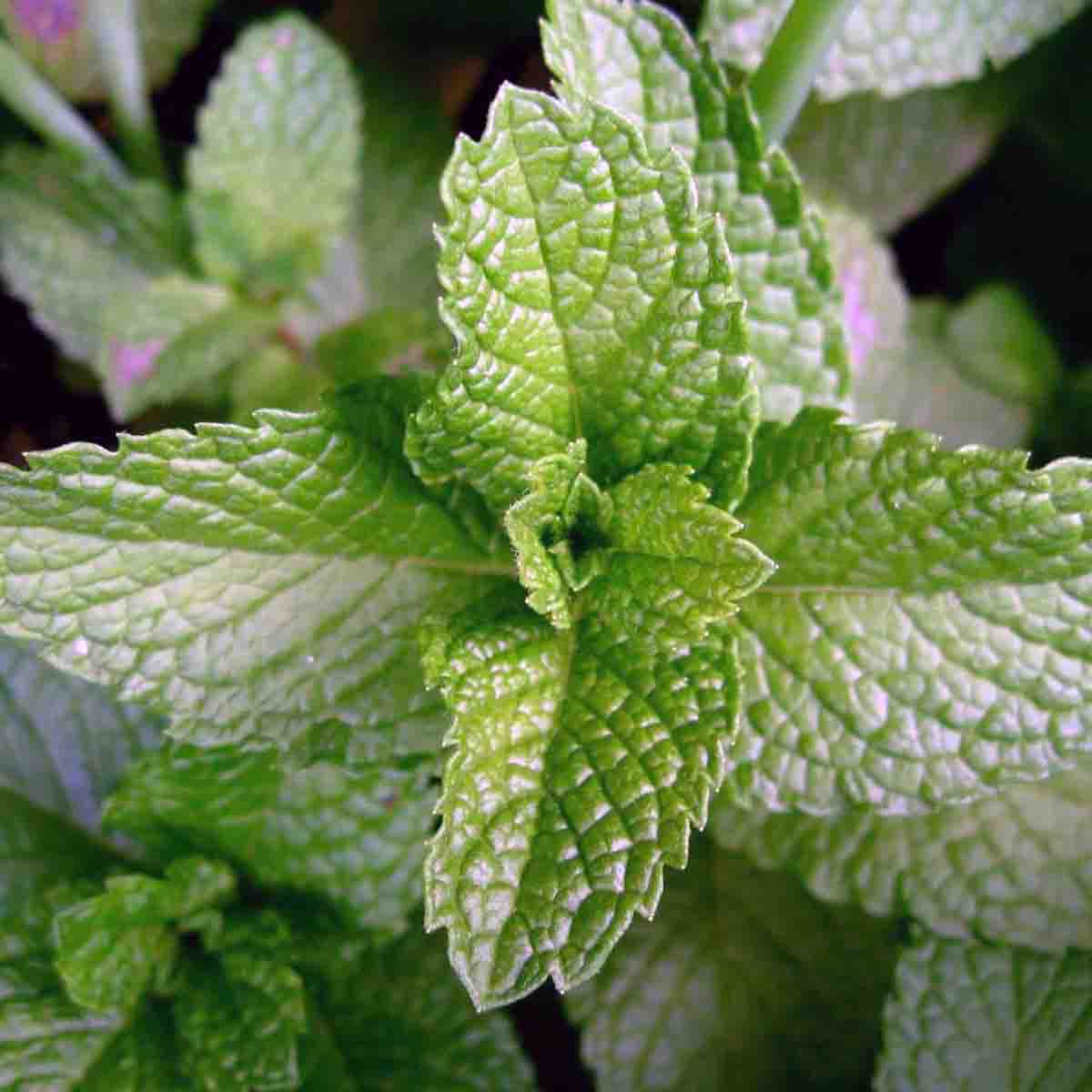 menta mojito