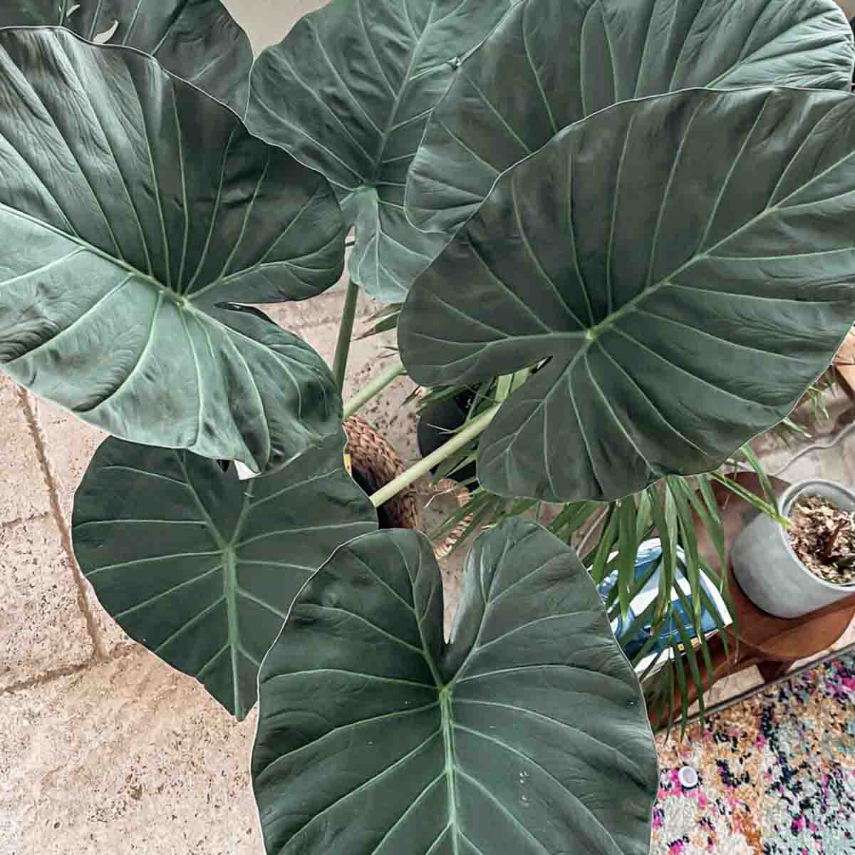 Alocasia