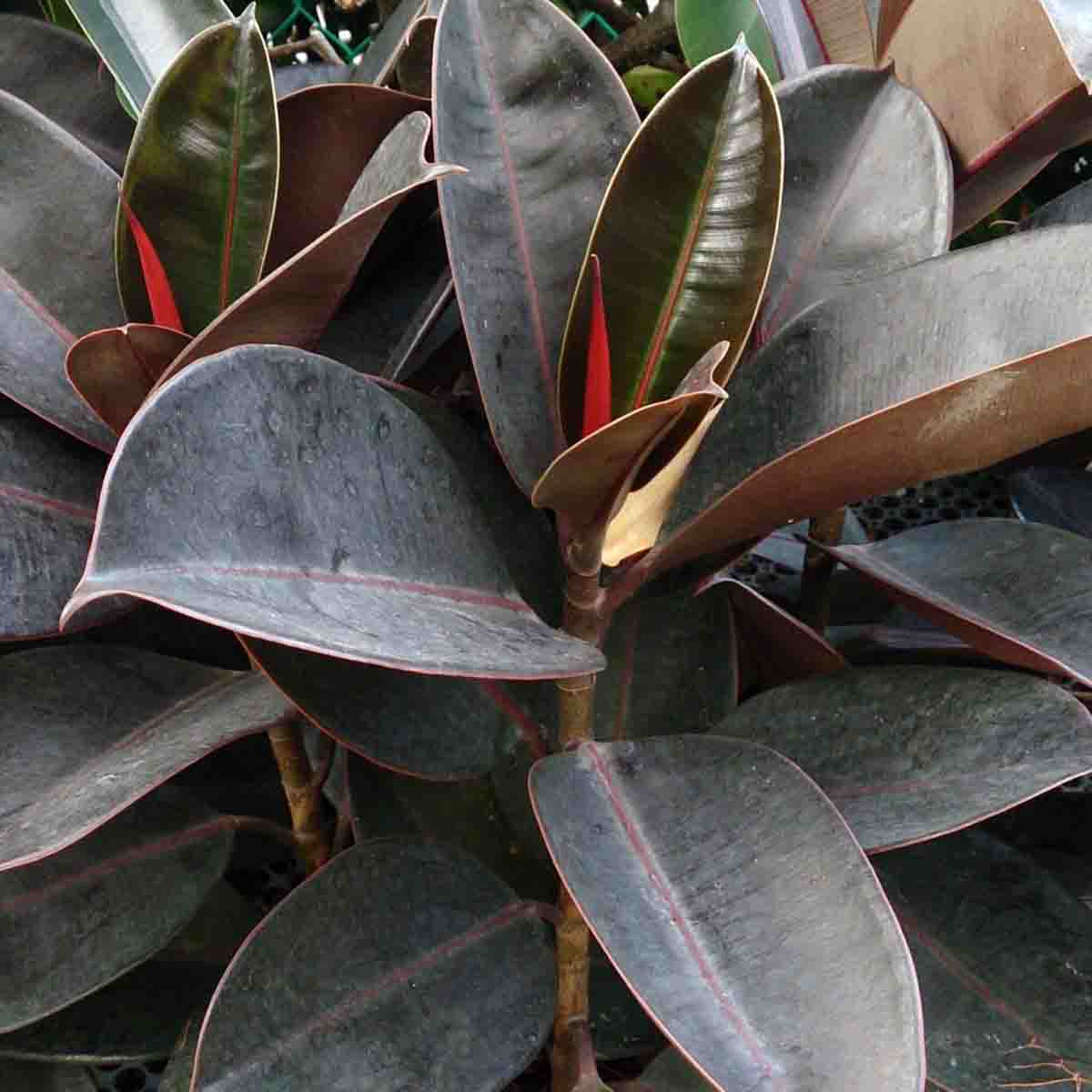 Ficus Elastica