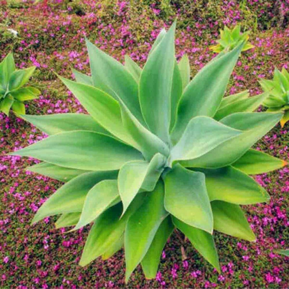 agave