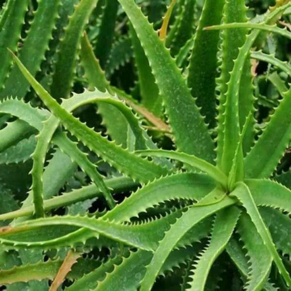 aloe arborescens