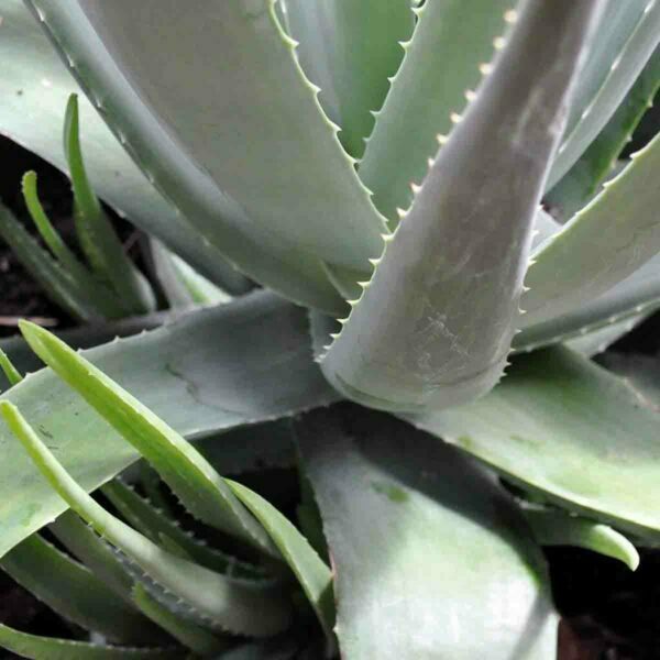 aloe vera