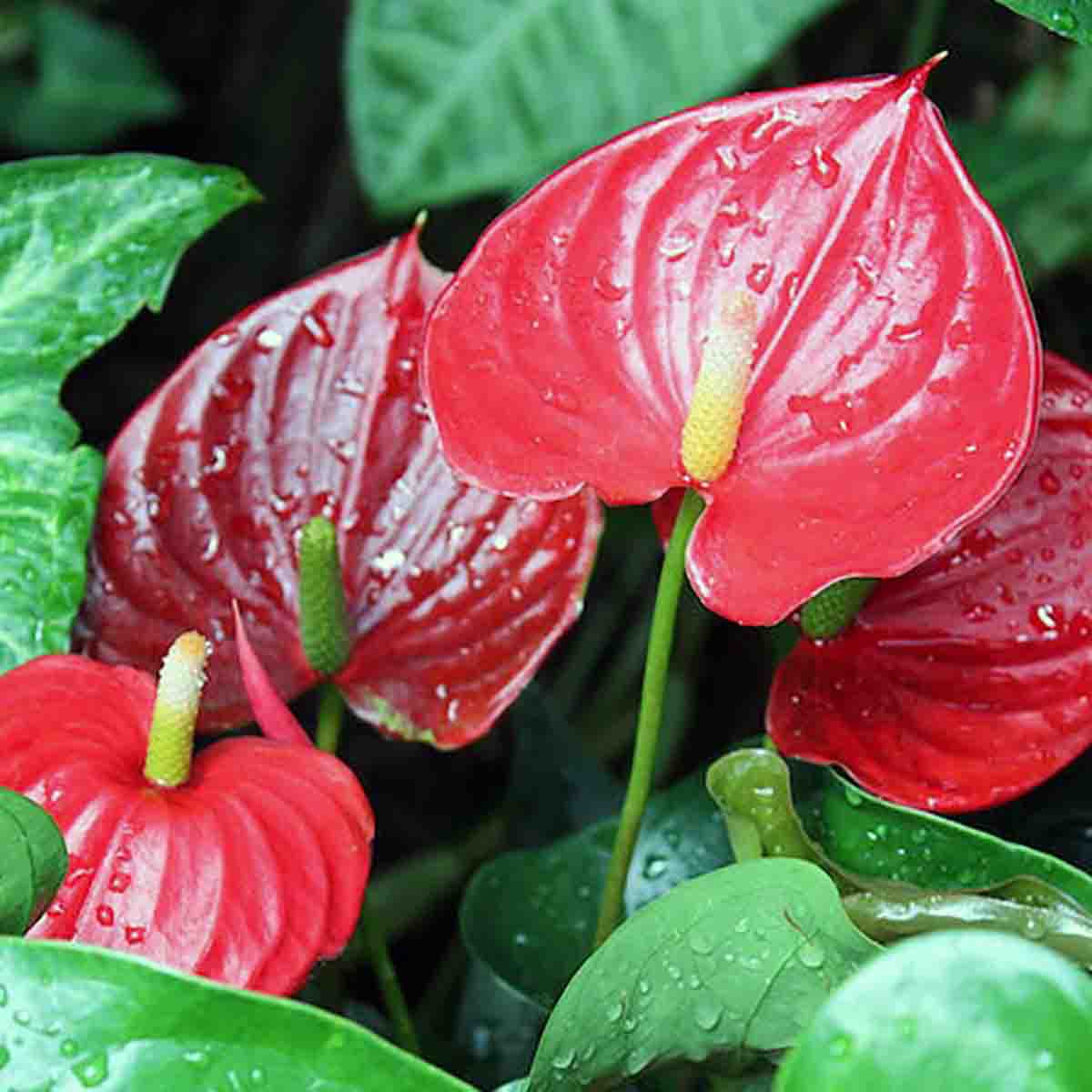 Anthurium