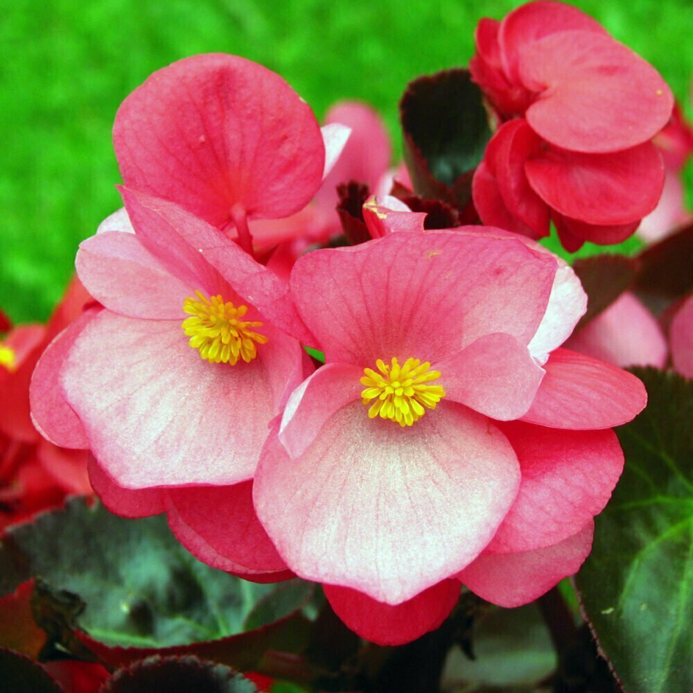 Begonia semperflorens