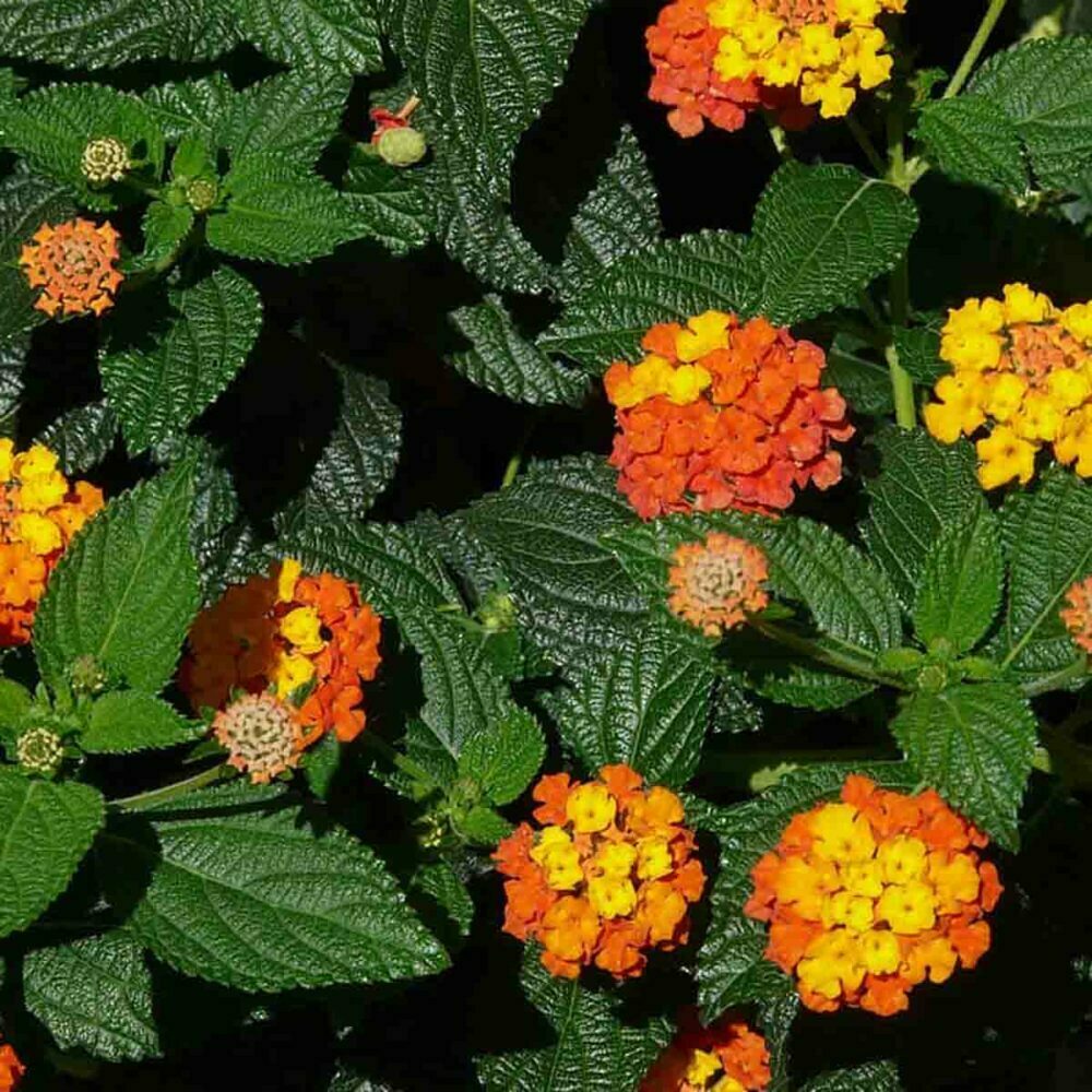 Lantana