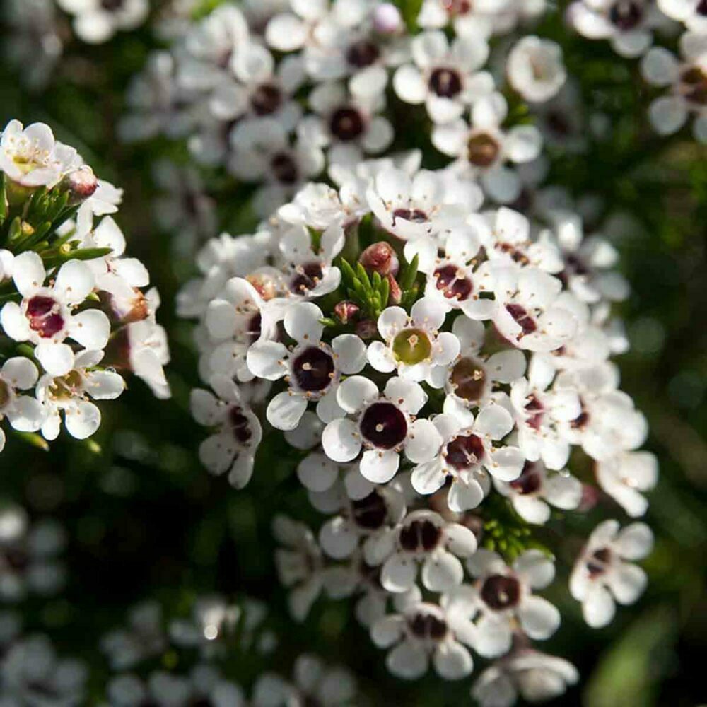 wax flower